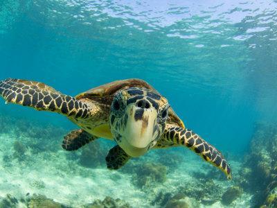 Sea Turtle, Swimming Underwater, Nosy Be, North Madagascar