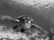 Sea Turtle, Swimming Underwater, Nosy Be, North Madagascar-Inaki Relanzon-Framed Photographic Print