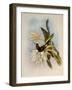 Inca, Bourcieria Inca-John Gould-Framed Giclee Print