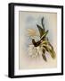 Inca, Bourcieria Inca-John Gould-Framed Giclee Print