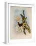 Inca, Bourcieria Inca-John Gould-Framed Giclee Print