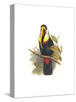 Inca or White Throated Toucan-John Gould-Stretched Canvas