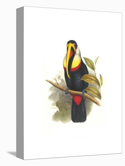 Inca or White Throated Toucan-John Gould-Stretched Canvas