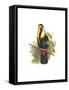 Inca or White Throated Toucan-John Gould-Framed Stretched Canvas