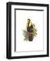 Inca or White Throated Toucan-John Gould-Framed Premium Giclee Print