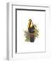 Inca or White Throated Toucan-John Gould-Framed Premium Giclee Print