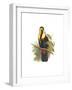 Inca or White Throated Toucan-John Gould-Framed Art Print