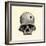 Inca Skull Showing Evidence of Prehistoric Trephining or Brain Surgery in Peru-null-Framed Giclee Print