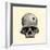 Inca Skull Showing Evidence of Prehistoric Trephining or Brain Surgery in Peru-null-Framed Giclee Print