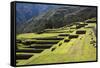 Inca Terracing, Chinchero, Peru, South America-Peter Groenendijk-Framed Stretched Canvas