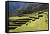 Inca Terracing, Chinchero, Peru, South America-Peter Groenendijk-Framed Stretched Canvas