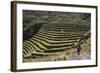 Inca Terracing in the Sacred Valley, Pissac, Peru, South America-Peter Groenendijk-Framed Photographic Print