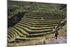 Inca Terracing in the Sacred Valley, Pissac, Peru, South America-Peter Groenendijk-Mounted Photographic Print