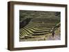 Inca Terracing in the Sacred Valley, Pissac, Peru, South America-Peter Groenendijk-Framed Photographic Print