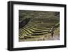 Inca Terracing in the Sacred Valley, Pissac, Peru, South America-Peter Groenendijk-Framed Photographic Print