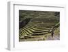 Inca Terracing in the Sacred Valley, Pissac, Peru, South America-Peter Groenendijk-Framed Photographic Print