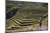 Inca Terracing in the Sacred Valley, Pissac, Peru, South America-Peter Groenendijk-Mounted Photographic Print