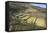 Inca Terracing, Tipon, the Sacred Valley, Peru, South America-Peter Groenendijk-Framed Stretched Canvas