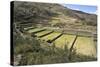 Inca Terracing, Tipon, the Sacred Valley, Peru, South America-Peter Groenendijk-Stretched Canvas