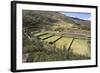 Inca Terracing, Tipon, the Sacred Valley, Peru, South America-Peter Groenendijk-Framed Photographic Print