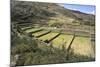 Inca Terracing, Tipon, the Sacred Valley, Peru, South America-Peter Groenendijk-Mounted Photographic Print