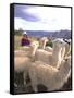 Inca Woman in Costume with Llamas, Cuzco, Peru-Bill Bachmann-Framed Stretched Canvas