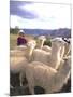 Inca Woman in Costume with Llamas, Cuzco, Peru-Bill Bachmann-Mounted Photographic Print