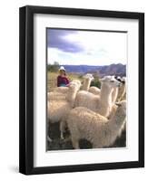 Inca Woman in Costume with Llamas, Cuzco, Peru-Bill Bachmann-Framed Premium Photographic Print