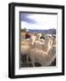 Inca Woman in Costume with Llamas, Cuzco, Peru-Bill Bachmann-Framed Premium Photographic Print