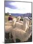 Inca Woman in Costume with Llamas, Cuzco, Peru-Bill Bachmann-Mounted Premium Photographic Print