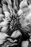 B&W Flower 2-Incado-Photographic Print