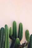 Cactus-Incado-Photographic Print