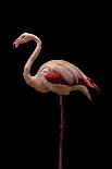 Flamingo-Incado-Photographic Print