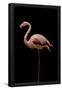 Essential Black