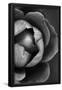 Essential Black