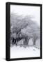 Essential Black