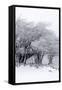 Canvas Black