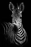 Zebra-Incado-Photographic Print