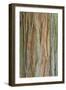 Incense Cedar (Calocedrus decurrens) bark, close-up of trunk, in botanical garden, july-Krystyna Szulecka-Framed Photographic Print