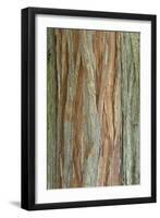 Incense Cedar (Calocedrus decurrens) bark, close-up of trunk, in botanical garden, july-Krystyna Szulecka-Framed Photographic Print