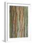 Incense Cedar (Calocedrus decurrens) bark, close-up of trunk, in botanical garden, july-Krystyna Szulecka-Framed Photographic Print