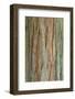 Incense Cedar (Calocedrus decurrens) bark, close-up of trunk, in botanical garden, july-Krystyna Szulecka-Framed Photographic Print