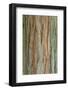 Incense Cedar (Calocedrus decurrens) bark, close-up of trunk, in botanical garden, july-Krystyna Szulecka-Framed Photographic Print