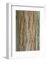 Incense Cedar (Calocedrus decurrens) bark, close-up of trunk, in botanical garden, july-Krystyna Szulecka-Framed Photographic Print