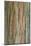 Incense Cedar (Calocedrus decurrens) bark, close-up of trunk, in botanical garden, july-Krystyna Szulecka-Mounted Photographic Print