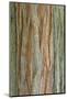 Incense Cedar (Calocedrus decurrens) bark, close-up of trunk, in botanical garden, july-Krystyna Szulecka-Mounted Photographic Print
