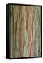 Incense Cedar (Calocedrus decurrens) bark, close-up of trunk, in botanical garden, july-Krystyna Szulecka-Framed Stretched Canvas