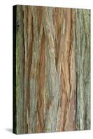 Incense Cedar (Calocedrus decurrens) bark, close-up of trunk, in botanical garden, july-Krystyna Szulecka-Stretched Canvas