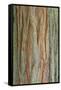 Incense Cedar (Calocedrus decurrens) bark, close-up of trunk, in botanical garden, july-Krystyna Szulecka-Framed Stretched Canvas