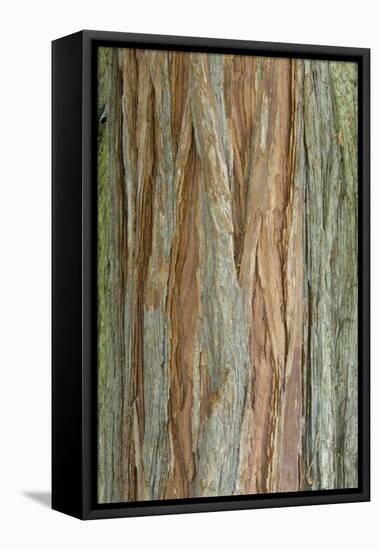 Incense Cedar (Calocedrus decurrens) bark, close-up of trunk, in botanical garden, july-Krystyna Szulecka-Framed Stretched Canvas